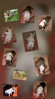 Puppies - Ad posted by Anniston De Lange