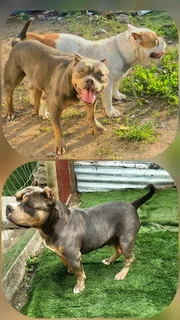 Puppies - Ad posted by Anniston De Lange