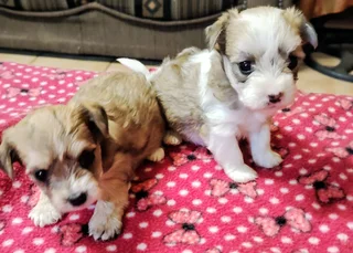 MORKIES FOR SALE