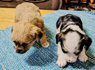MORKIES FOR SALE