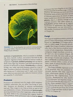 Jawetz, Melnick &amp; Adelberg&#39;s Medical Microbiology (28th Edition)