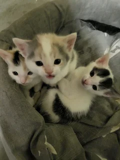 Kitten cats