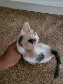 Cat kitten