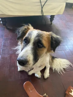 7 month old Jack Russel x Maltese Poodle