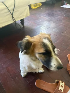 7 month old Jack Russel x Maltese Poodle