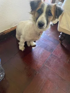 7 month old Jack Russel x Maltese Poodle