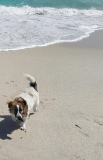 7 month old Jack Russel x Maltese Poodle