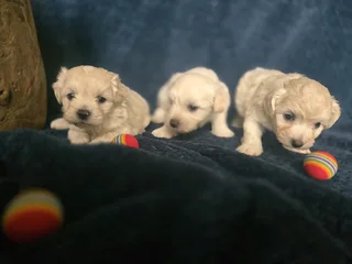 Maltese puppies