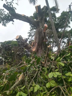 Gaza tree  felling