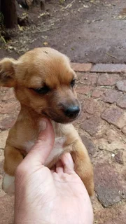 Puppies - Ad posted by alet ekkerd