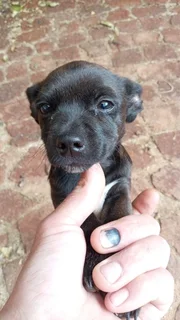 Puppies - Ad posted by alet ekkerd