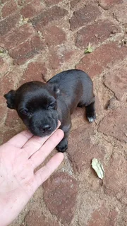 Puppies - Ad posted by alet ekkerd