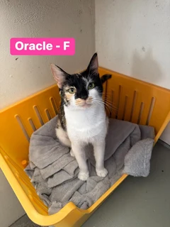 Oracle: looking for a home, beautiful calico cat