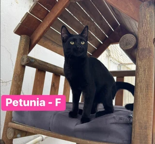 Petunia: female kitten up for adoption