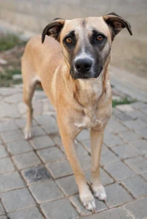 Daisy: an incredibly sweet personality, such a  loving heart and a very gentle soul
