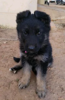 Germanshepperd Puppies