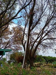Brits Tree felling and bush cleaning 0631617000