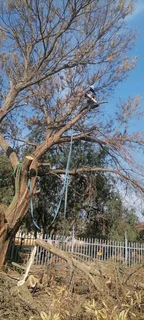 Brits Tree felling and bush cleaning 0631617000