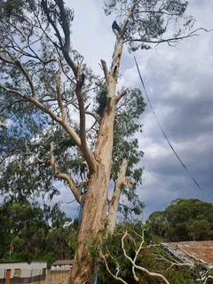 Brits Tree felling and bush cleaning 0631617000