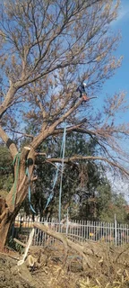 Tree felling Brits 0631617000