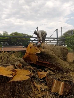 Wonder park tree felling 0631617000