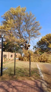 Wonder park tree felling 0631617000