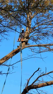 Wonder park tree felling 0631617000