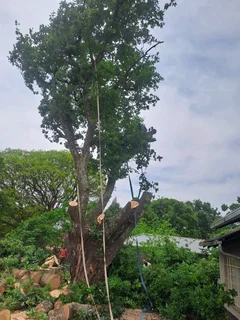 Wonder park tree felling 0631617000