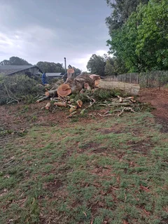Wonder park tree felling 0631617000