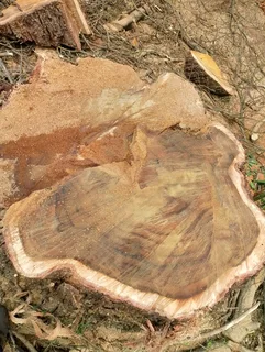 Wonder park tree felling 0631617000