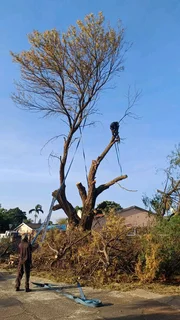 Wonder park tree felling 0631617000