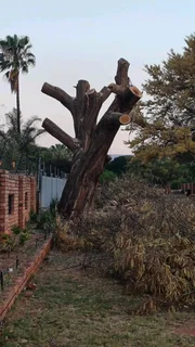 Wonder park tree felling 0631617000