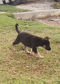 PLAYFUL GERMAN SHEPHERD PUPPIES