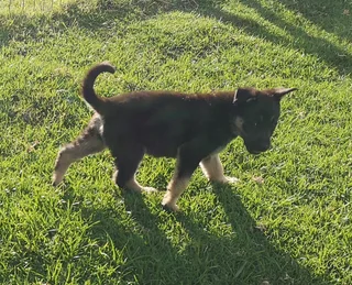 PLAYFUL GERMAN SHEPHERD PUPPIES