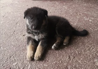 PLAYFUL GERMAN SHEPHERD PUPPIES
