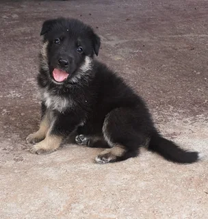 Playful German Shepherd Puppies