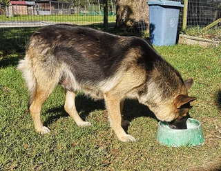 PLAYFUL GERMAN SHEPHERD PUPPIES