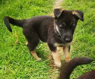 PLAYFUL GERMAN SHEPHERD PUPPIES