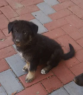 PLAYFUL GERMAN SHEPHERD PUPPIES