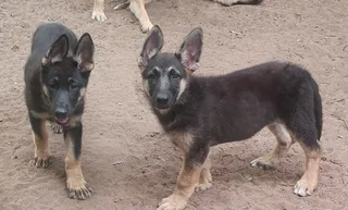Fantastic German Shepherd Puppies