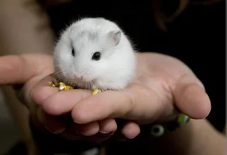 White dwarf hamster +brand new cage