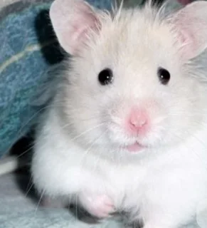 Teddy bear hamster babies available