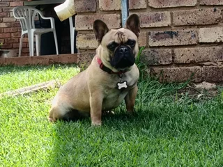 French Bulldog Puppy