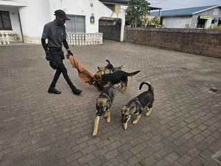 Dog walks, grooming & training