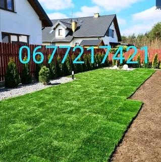 Buffalo Grass installation