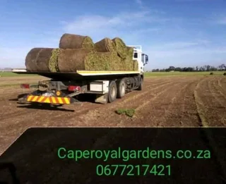 Buffalo Grass installation