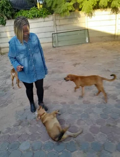 House and pet sitting