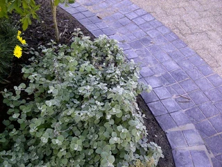 Driveway Cobblestone 200x200 and 100x100