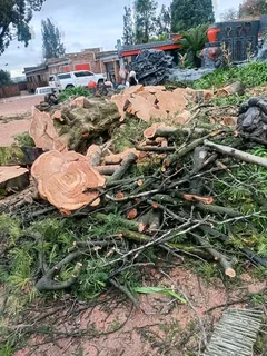 Brackenfell tree felling