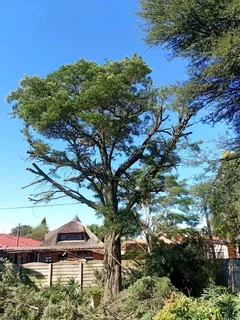 Brackenfell tree felling